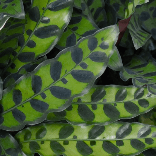 Calathea Lacifolia 110 (Hydroponic Pot)