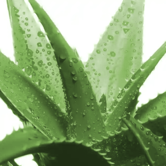 Pot Aloe Arborescens