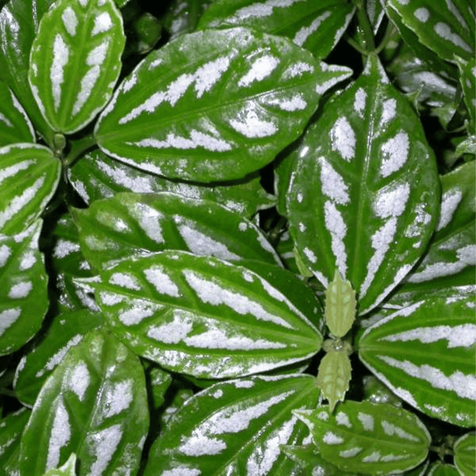 Pilea Cadierei P85