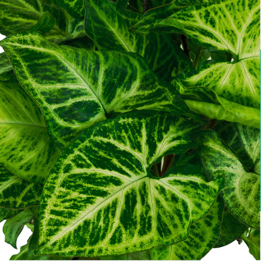 Syngonium Green P110 (Hydroponic Pot)