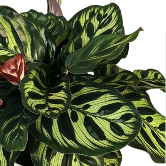 calathea makoyana