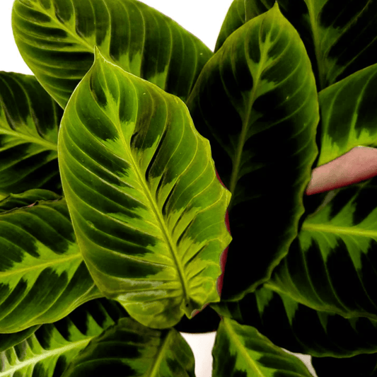Calathea Warscewiczii P110 (Hydroponic Pot)