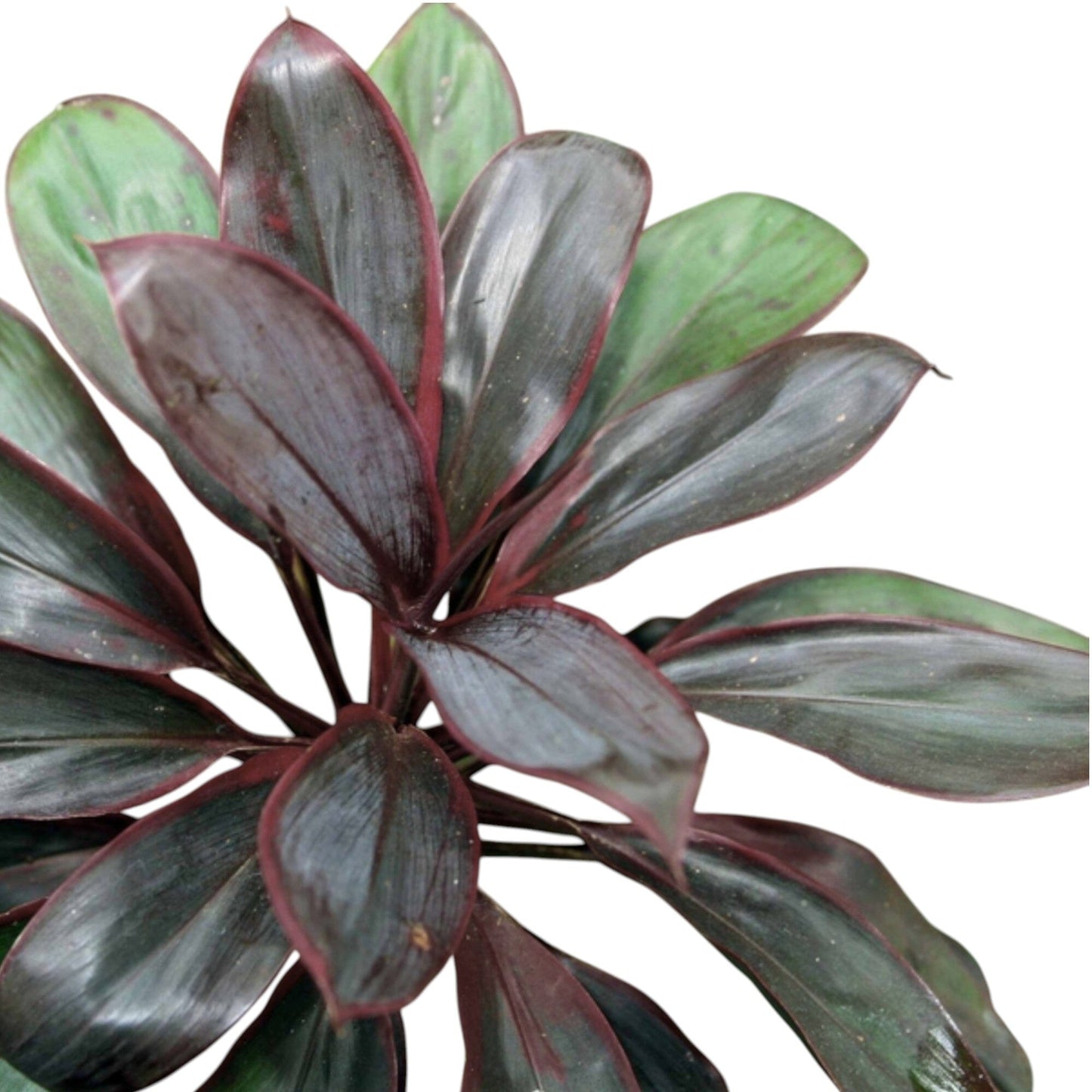 Cordyline Fruitcosa P110 (Hydroponic Pot)