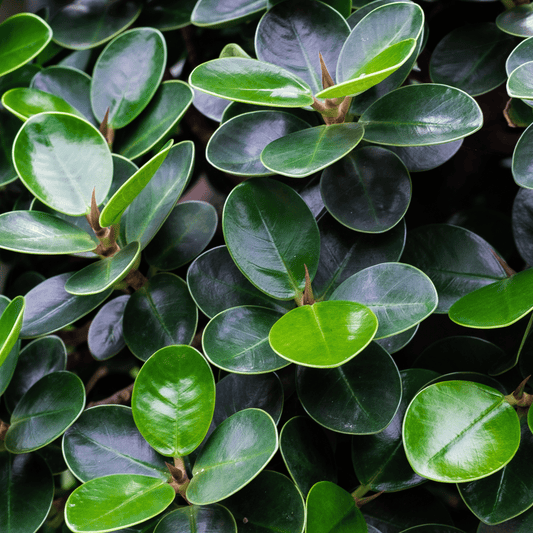 Peperomia Obtusifolia P110 (Hydroponic Pot)