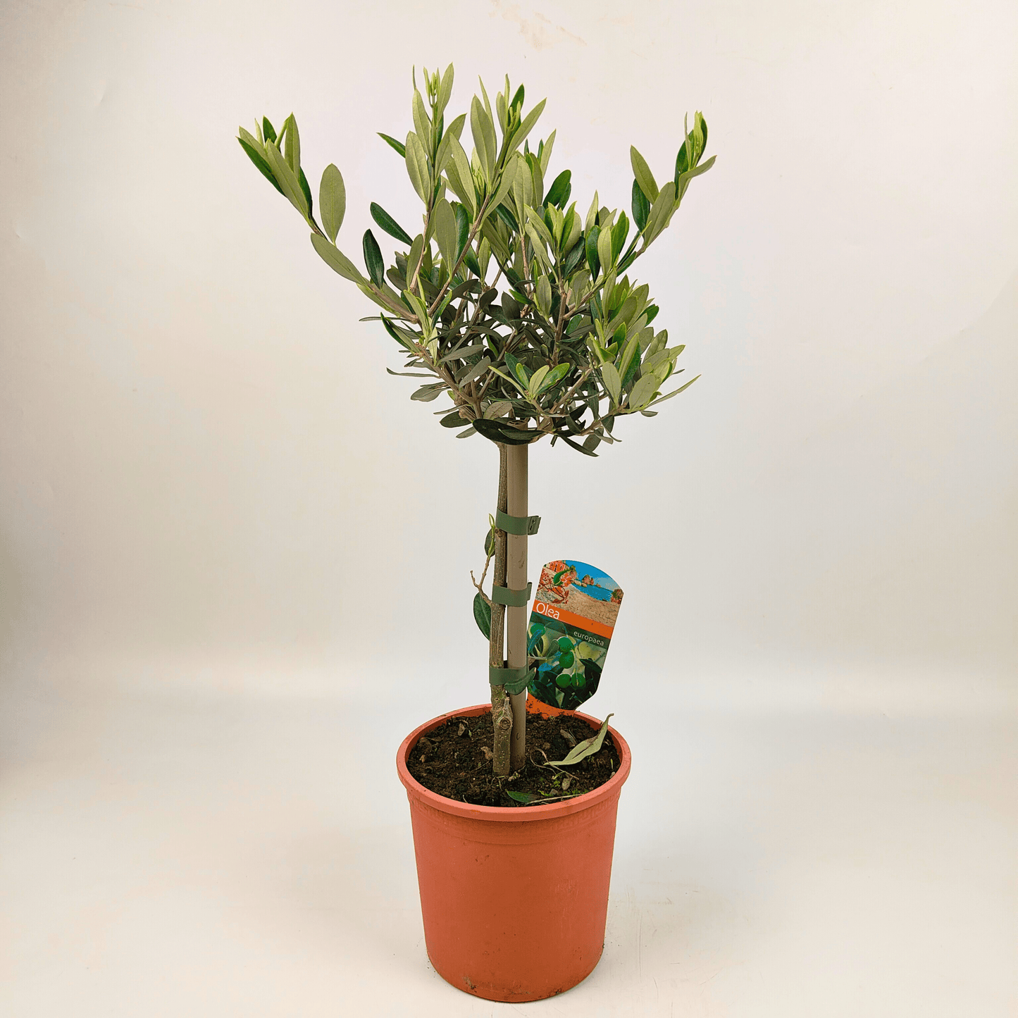 Pot Olea Europaea / Olive / Pokok Zaitun (2 ft)