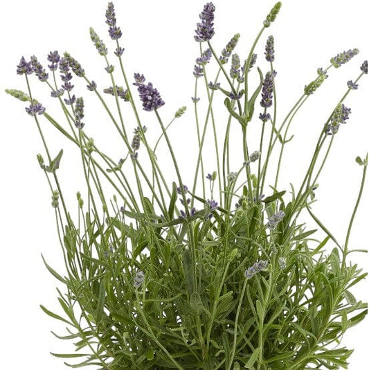 Lavender Plant | Floristika Bangsar