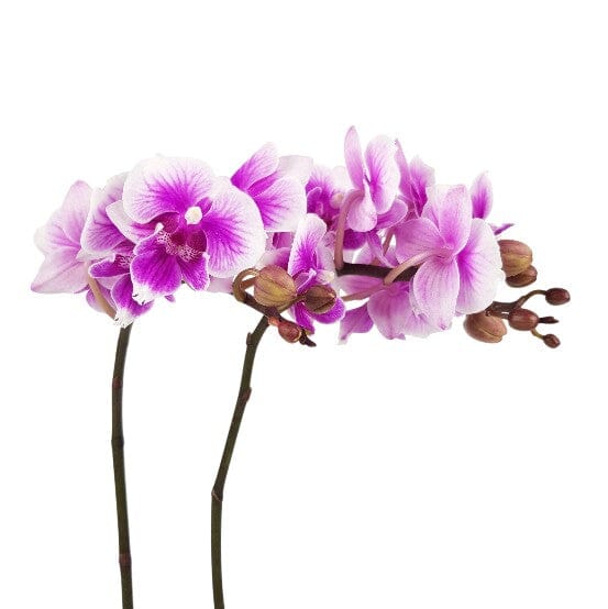 Phalaenopsis Mini Double Stem - 2 Tone Purple