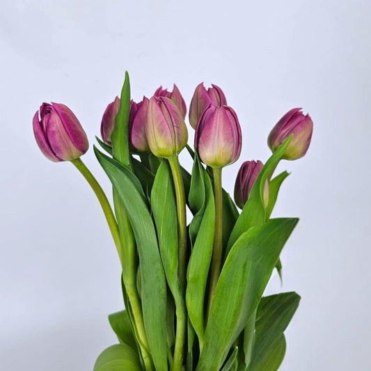 Fresh Cut Flowers at Floristika