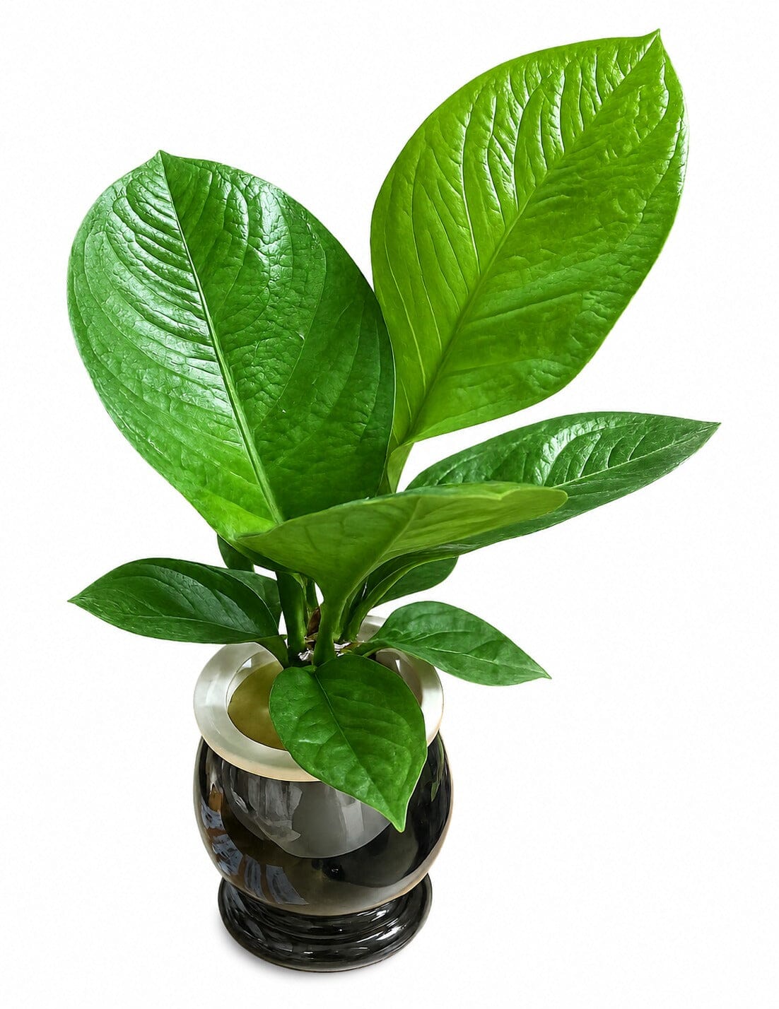 Hydroponic Jungle Bush