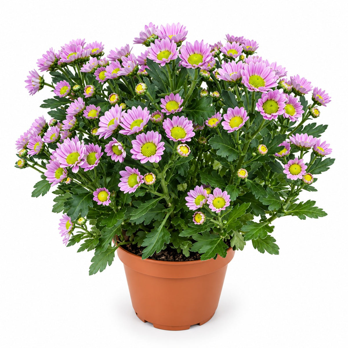 Pot Chrysanthemum