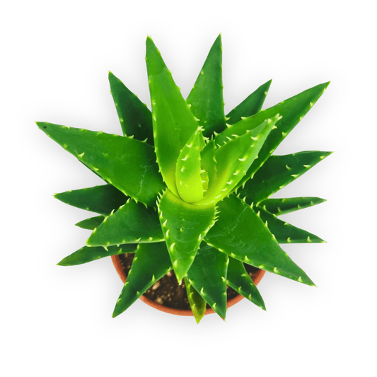 Aloe Vera P120