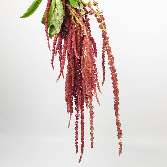 Amaranthus Hanging - Red