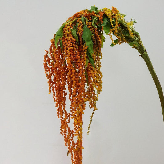 Amaranthus Hanging - Orange