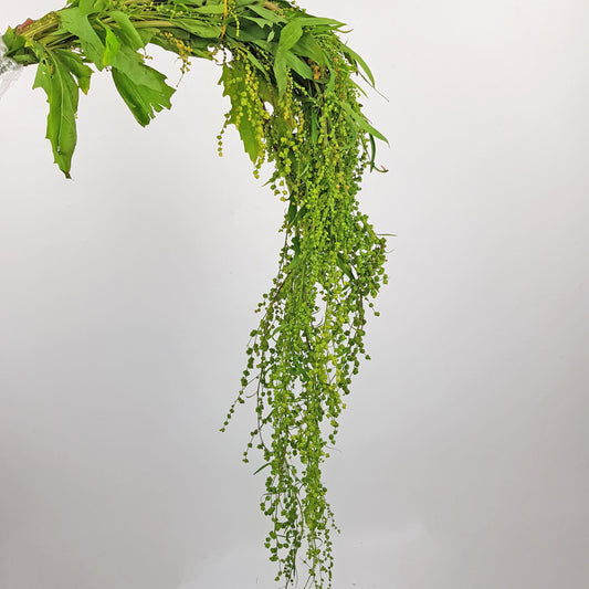 Amaranthus Hanging - Green