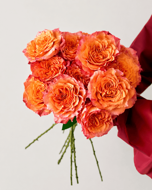 Rose - Firebird | 2 Tone Orange (10 Stems)