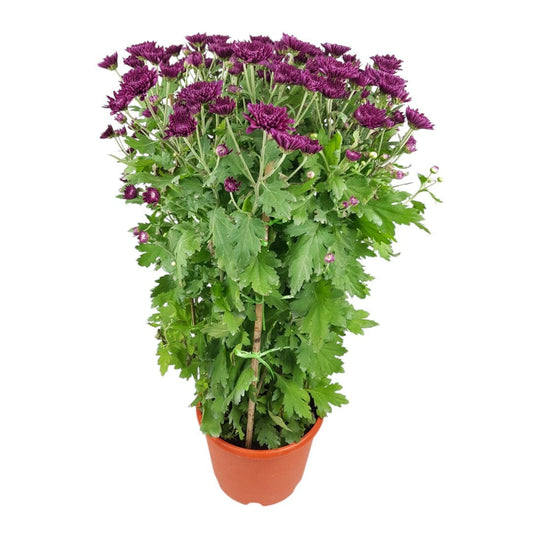 Chrysanthemum Kekwa - Purple