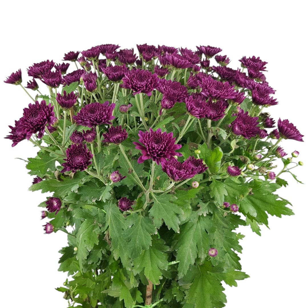 Chrysanthemum Kekwa - Purple