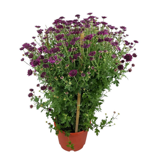 Chrysanthemum - Purple (3ft)