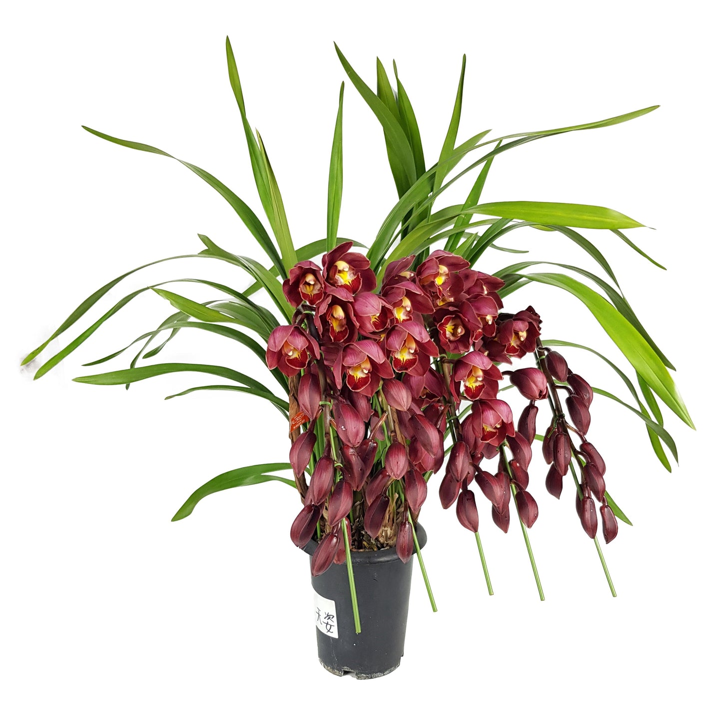 Cymbidium Plant - Red
