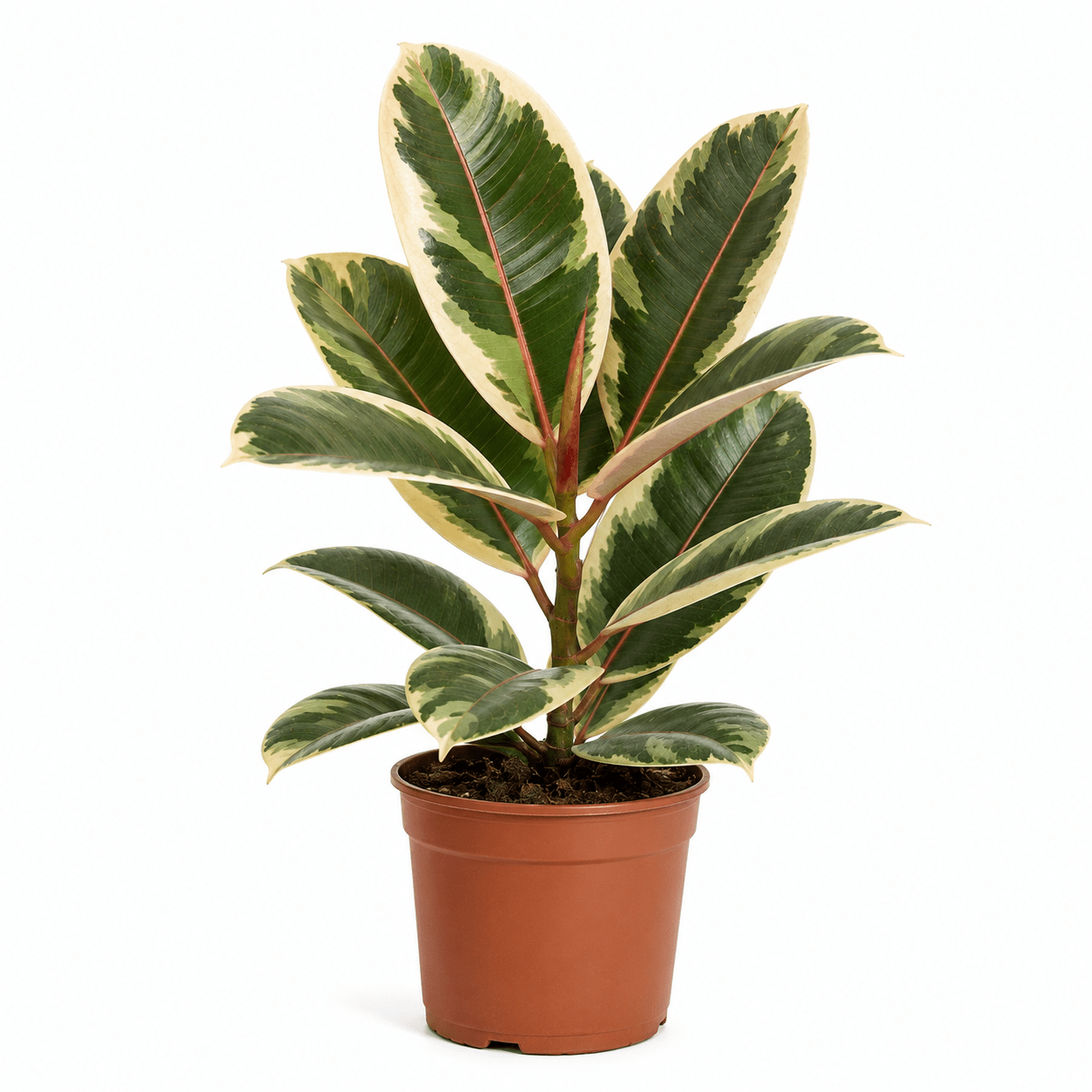 Ficus Elastica Tineke