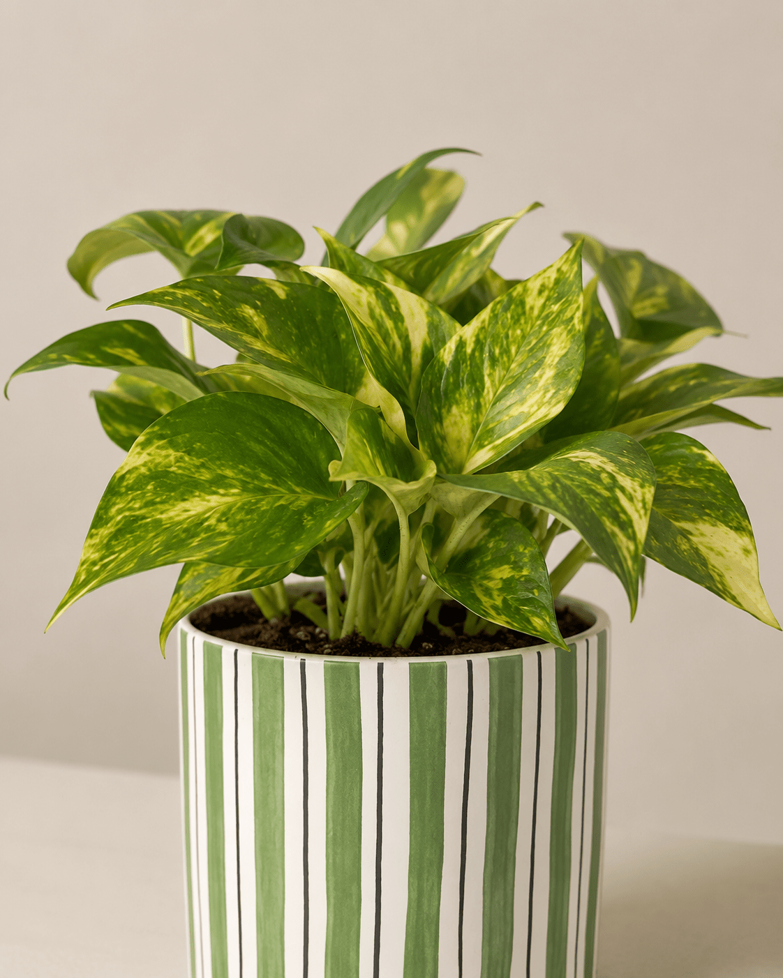 Money Plant Arrangement - Dark Green Ceramic Pot