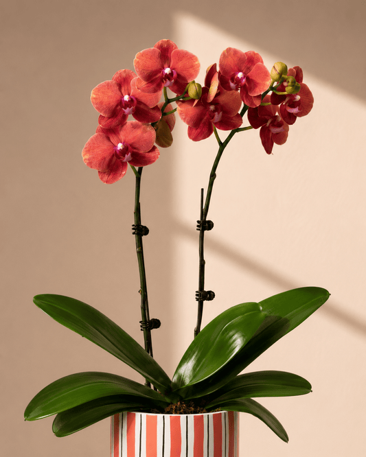 Orange Mini Phalaenopsis Orchid Arrangement - Orange Ceramic Pot