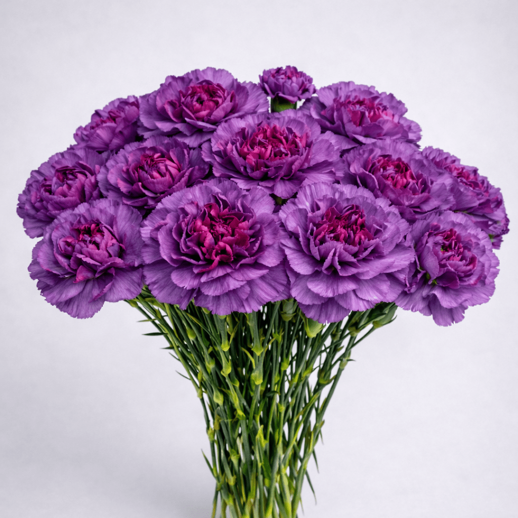Mother's Day Carnation - Purple Pink (18-20 Stems)