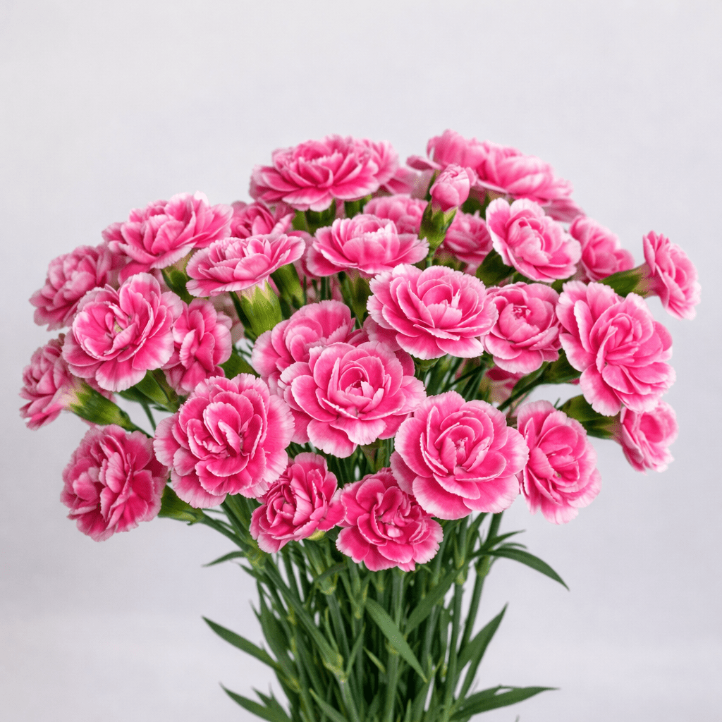Mother's Day Spray Carnation - 2 Tone Pink White (18-20 Stems)