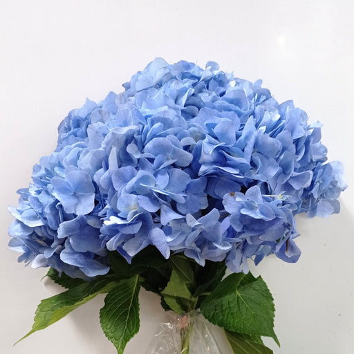 PRE-ORDER Hydrangea Bela (Imported) - Light Blue [Arrival 24.05.24]