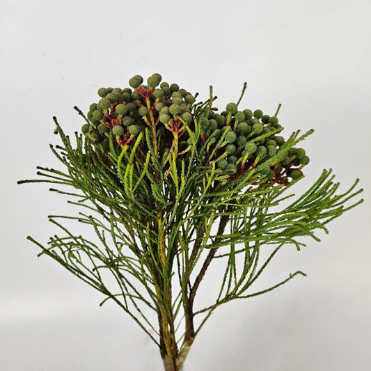 Fresh Cut Flowers at Floristika