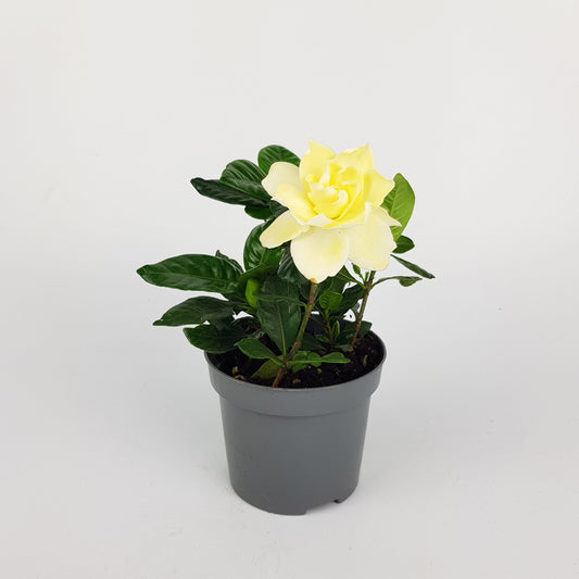 Gardenia Jasminoides