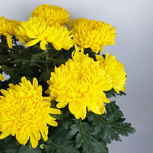 Chrysanthemum - Yellow (3ft)