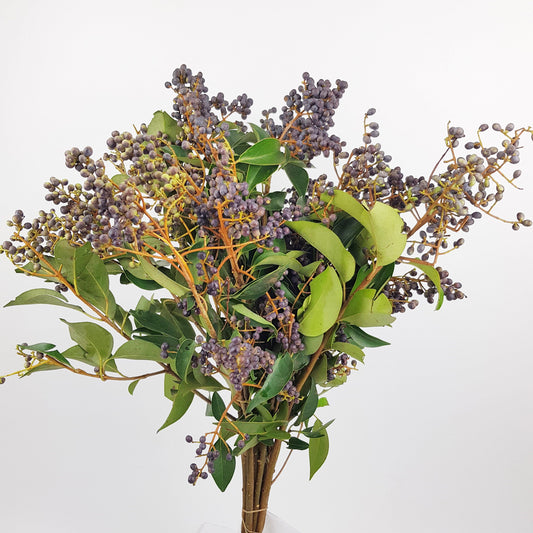 Ligustrum Lucidum Berry