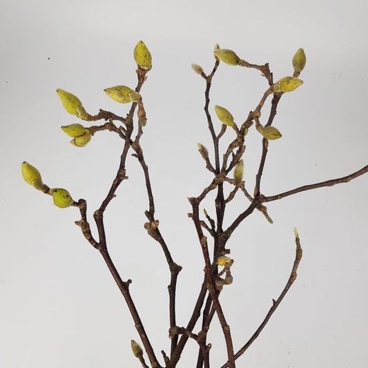 Red flowers on a white background