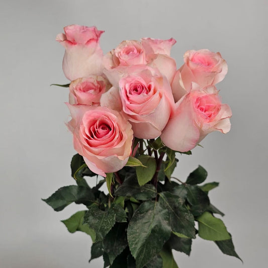 Fresh Cut Flowers at Floristika