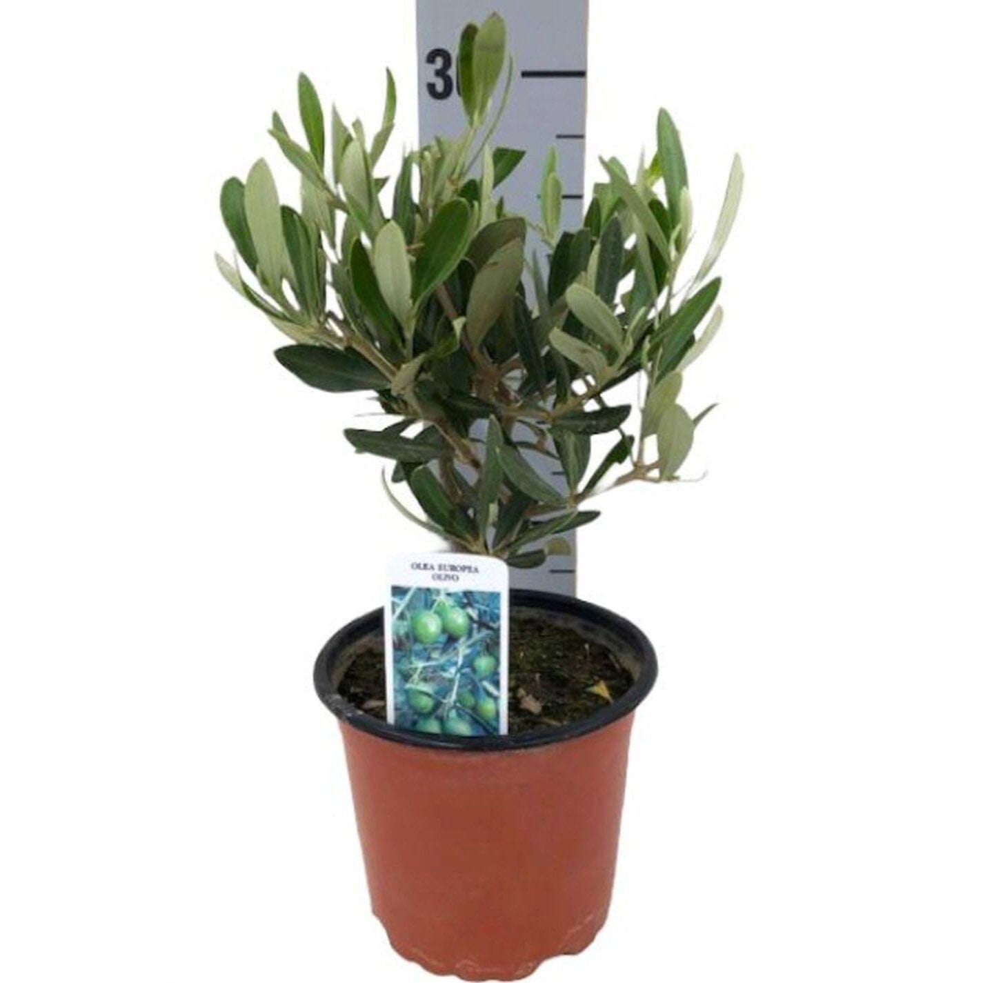 Olive Tree/Olea Europaea