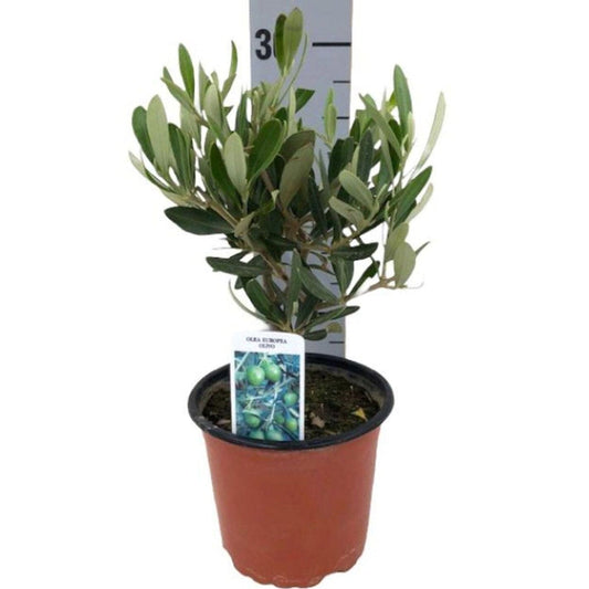 Olive Tree/Olea Europaea