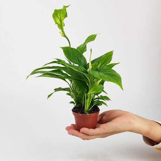 Spathiphylum Chopin / Peace Lily