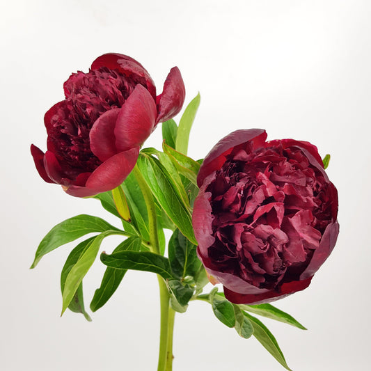 Peony Red Charm - Red (3 Stems)
