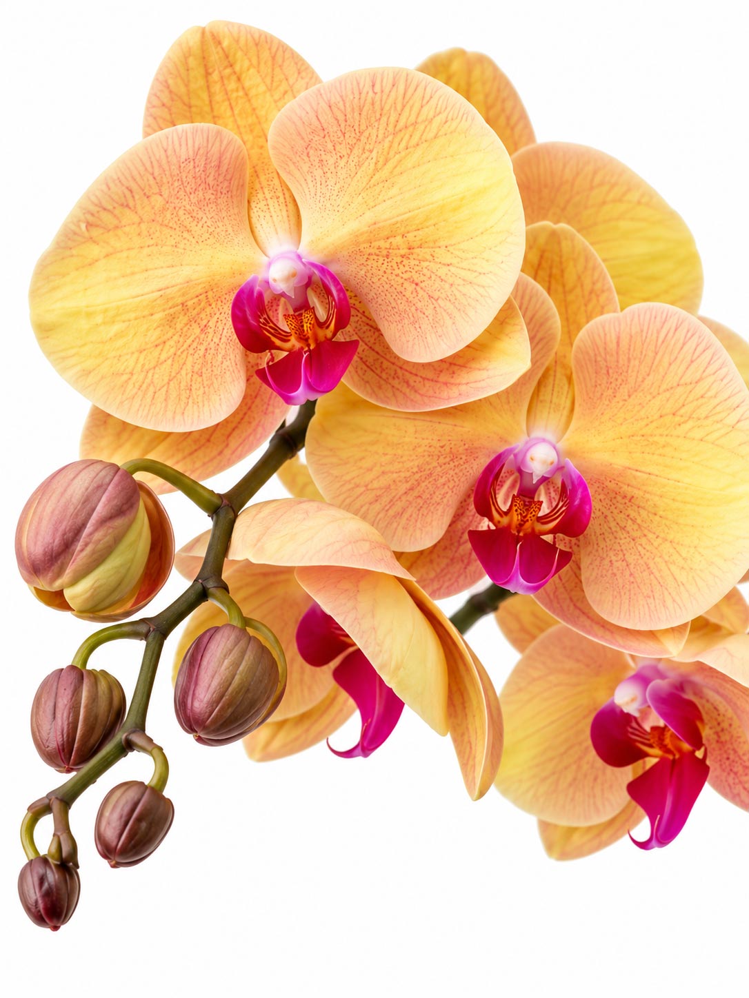 Phalaenopsis - Peach Yellow *Without Pot*