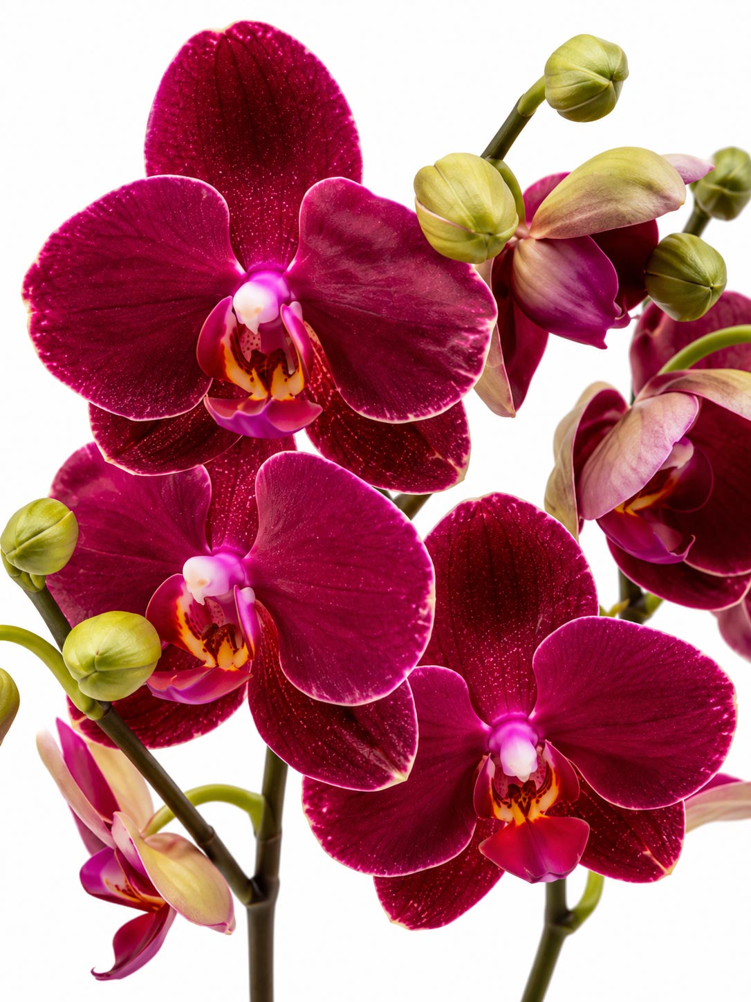 Phalaenopsis Mini Double Stem - 2 Tone Purple *Without Pot*
