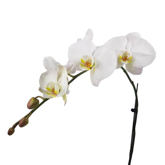 Phalaenopsis - White (Without Pot)