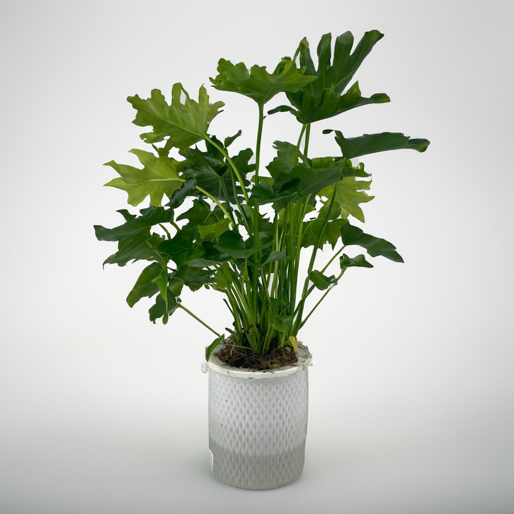 philodendron malaysia Philodendron Selloum Plant