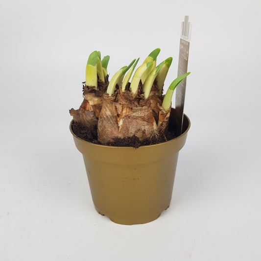 Narcissus Carlton 12cm