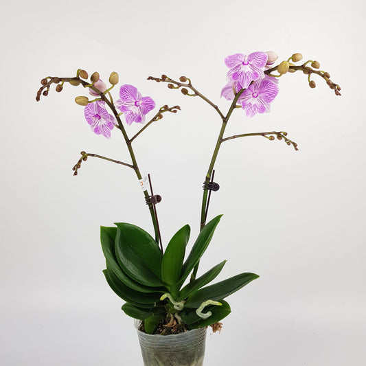 Phalaenopsis Double Stem - Light Purple Stripe (Without Pot)