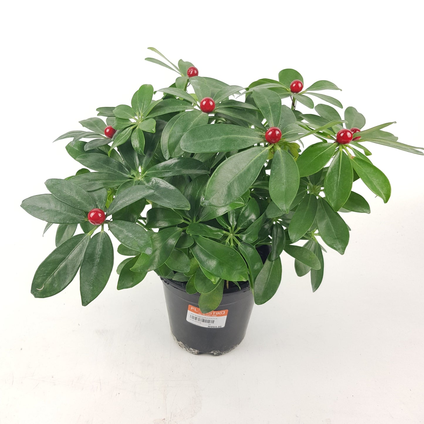 Schefflera P140