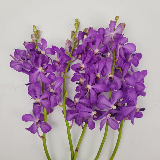 Orchid (Impoted) - Purple [5 Stems] L
