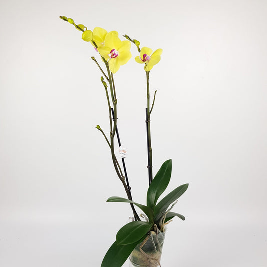 Phalaenopsis Double Stem - Yellow (Without Pot)