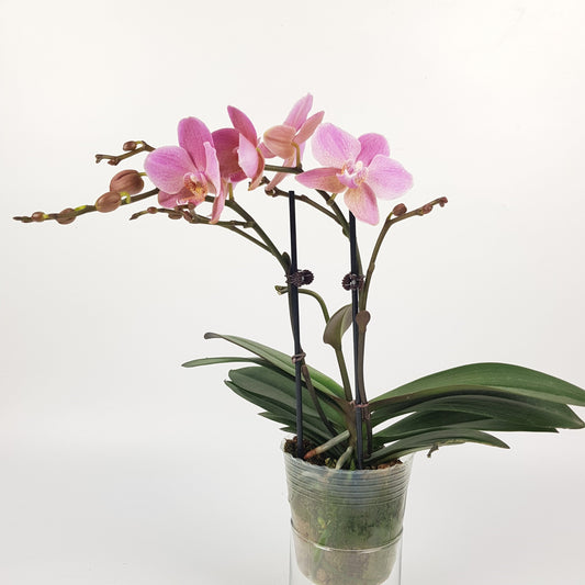 Phalaenopsis Mini Double Stem -  Light Purple (Without Pot)