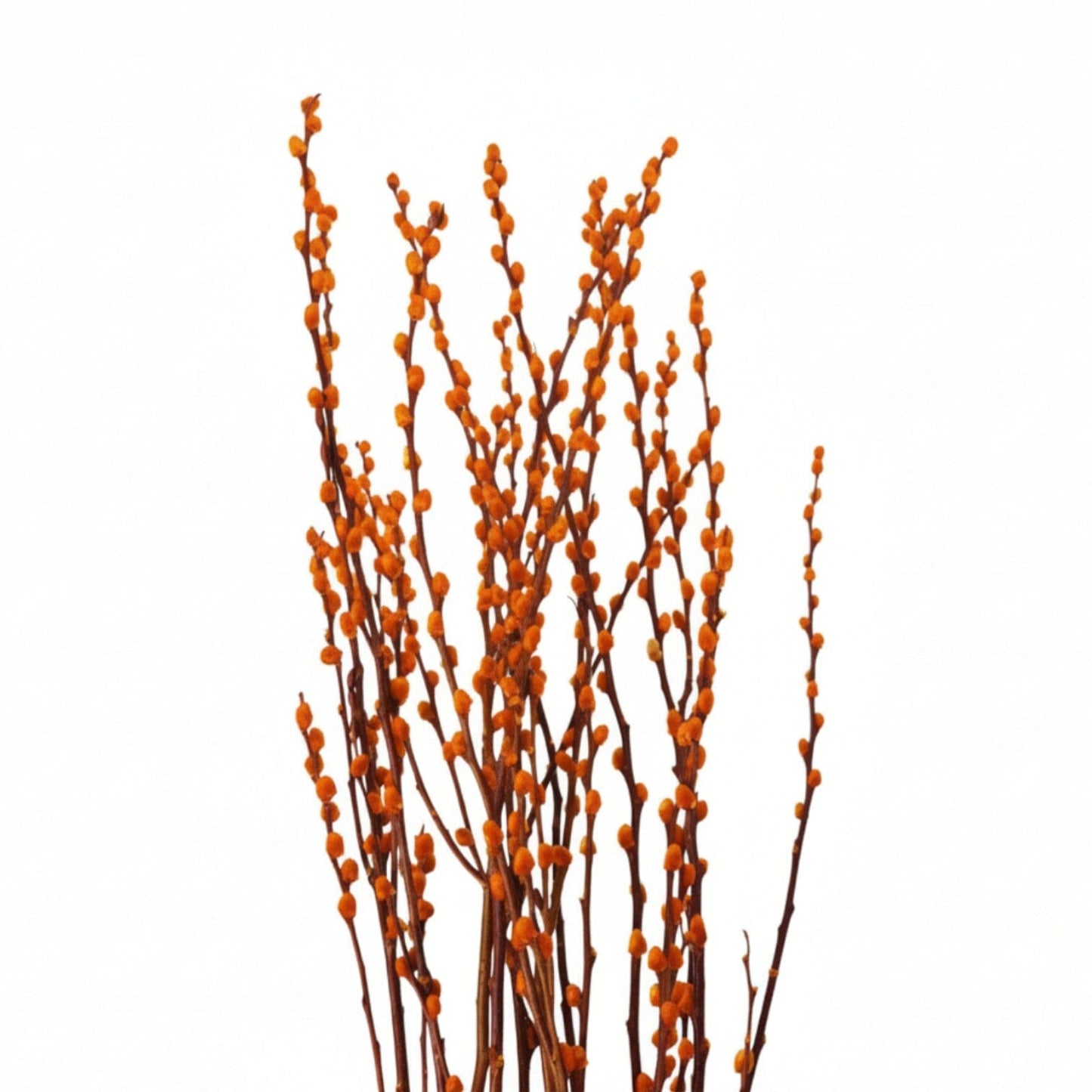 Pussy Willow Spray 5Ft - Gold (9-10 Stalks)